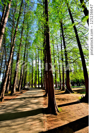 Bessho Numa Park, beautiful with fresh greenery 125236647