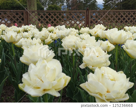 2025年鬱金香節 32 125236668