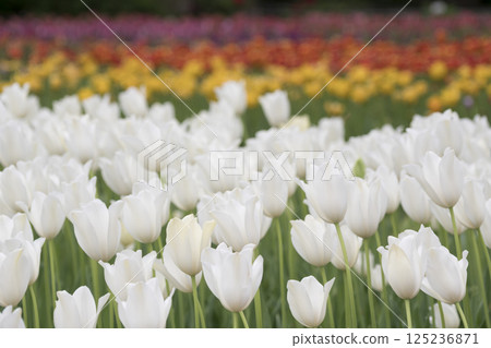 Spring of Yokohama Park 125236871