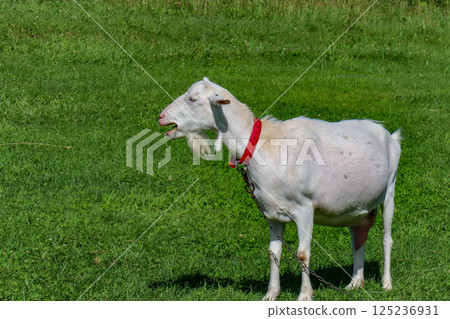 Sheep at Lake Hill Farm in Toyako Town, Hokkaido Sheep at Lake Hill Farm in Toyako Town, Hokkaido 125236931
