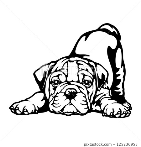 puppy English Bulldog Dog Breed - Pet Vector Cut file, Dog Silhouette Stencil - Cricut file puppy English Bulldog Dog Breed - Pet Vector Cut file, Dog Silhouette Stencil - Cricut file 125236955