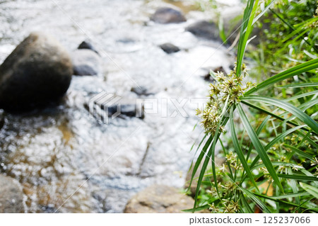 Blooming Umbrella plant or Flatsedge on fresh stream and waterfall in natural tropical rainforest in Thailand Blooming Umbrella plant or Flatsedge on fresh stream and waterfall in natural tropical rainforest in Thailand 125237066