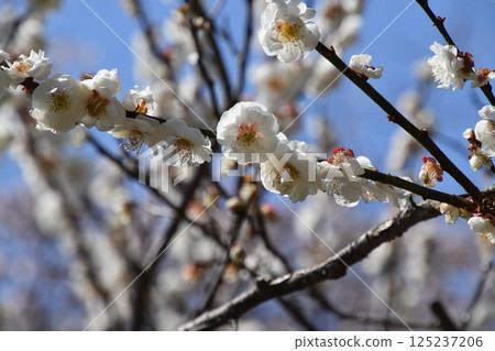 plum	 125237206