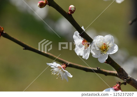 plum plum 125237207