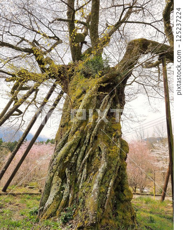 Yamanashi Prefecture Hongo's Millennium Cherry Blossoms, March 125237224