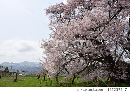 Seedling cherry tree of horse-donor tomb 125237247