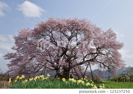 Seedling cherry tree of horse-donor tomb 125237250