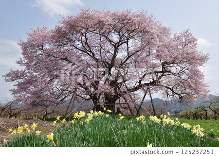 Seedling cherry tree of horse-donor tomb 125237251