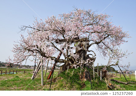 Yonezawa's Chitose cherry tree 125237260