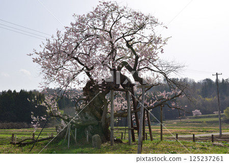 Yonezawa's Chitose cherry tree Yonezawa's Chitose cherry tree 125237261
