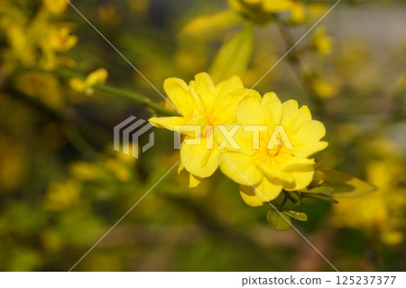 Spring flowers starting to bloom Spring flowers starting to bloom 125237377