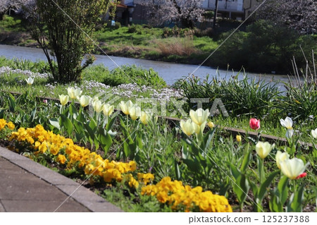 春天公園裡盛開的黃色三色堇花和白色鬱金香花 125237388