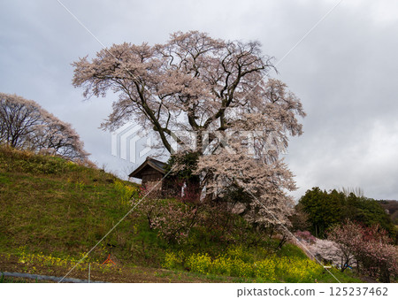 Tenjin Couple Cherry Blossoms, Koriyama City, Fukushima Prefecture 125237462