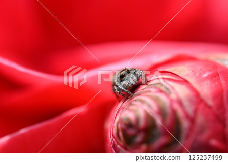 山茶花上的跳蛛 125237499