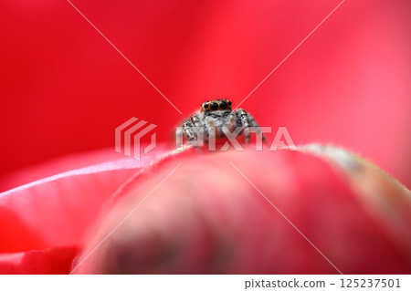 山茶花上的跳蛛 125237501