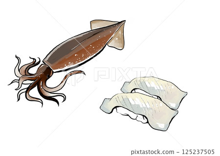 手繪魷魚和壽司 手繪魷魚和壽司 125237505