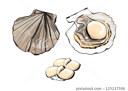 手繪扇貝和壽司 125237506