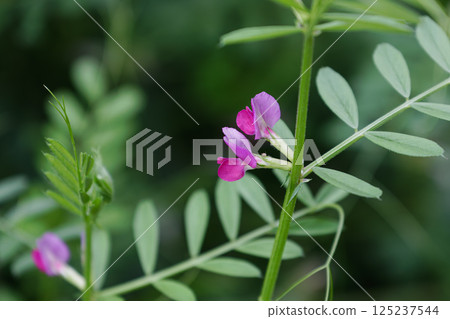 Vetch 01 Vetch 01 125237544