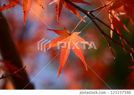 紅葉 125237598