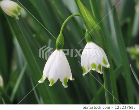 雪花花照片 雪花花照片 125237683