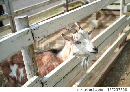 A goat that takes a face out of the fence A goat that takes a face out of the fence 125237738