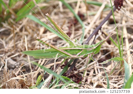 Shoyo grasshopper (female · spotted pattern) Shoyo grasshopper (female · spotted pattern) 125237739