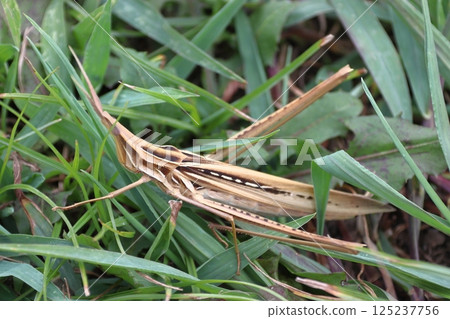 Short-horned grasshopper (female: brown) Short-horned grasshopper (female: brown) 125237756
