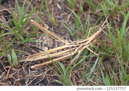 Short-horned grasshopper (female: brown) Short-horned grasshopper (female: brown) 125237757