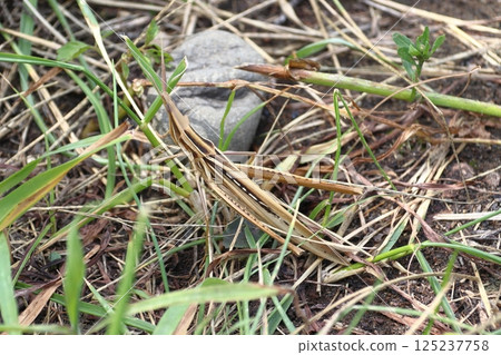 Short-horned grasshopper (female: brown) Short-horned grasshopper (female: brown) 125237758