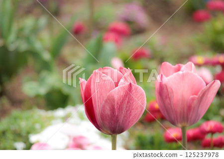 色彩繽紛的鬱金香在春日陽光下閃耀 125237978