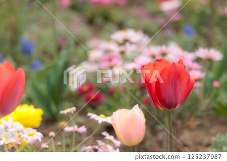 Colorful tulips shining in the spring sunshine 125237987