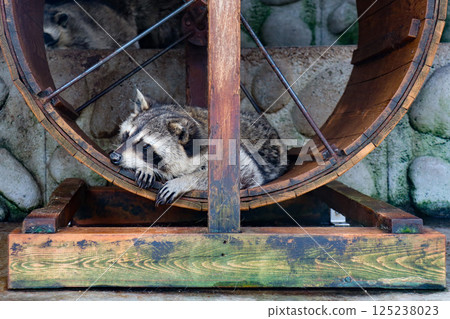 Raccoons at Showa Shinzan Bear Ranch in Sobetsu, Hokkaido 125238023