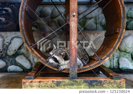 Raccoons at Showa Shinzan Bear Ranch in Sobetsu, Hokkaido Raccoons at Showa Shinzan Bear Ranch in Sobetsu, Hokkaido 125238024
