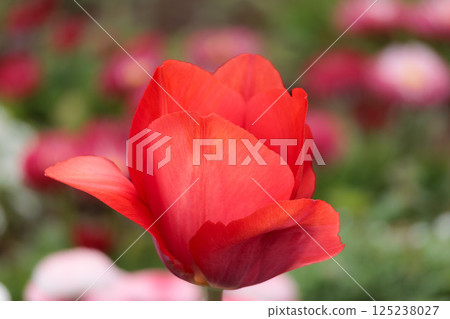 Colorful tulips shining in the spring sunshine Colorful tulips shining in the spring sunshine 125238027