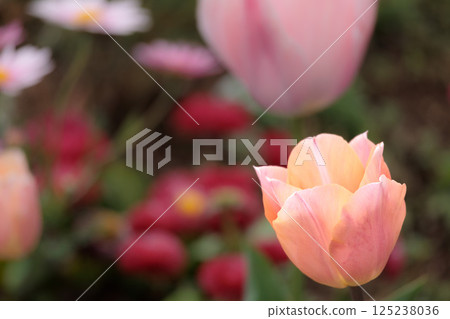 Colorful tulips shining in the spring sunshine 125238036