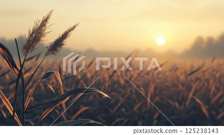A field of tall grass with a sun in the background A field of tall grass with a sun in the background 125238143