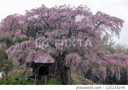 Fudo Sakura of Ishigami, Koriyama City, Fukushima Prefecture Fudo Sakura of Ishigami, Koriyama City, Fukushima Prefecture 125238249