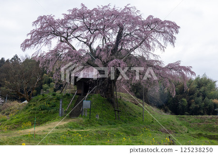 Fudo Sakura of Ishigami, Koriyama City, Fukushima Prefecture 125238250