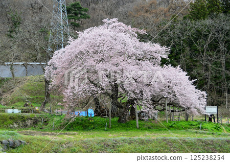 Beautiful Ishibe cherry blossoms in Ichinomachi, Aizuwakamatsu City, Fukushima Prefecture Beautiful Ishibe cherry blossoms in Ichinomachi, Aizuwakamatsu City, Fukushima Prefecture 125238254