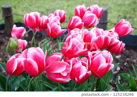 鬱金香花 鬱金香花 125238266