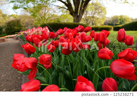 Tulip flower 125238271