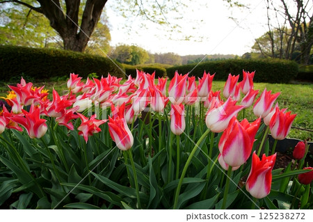 Tulip flower 125238272