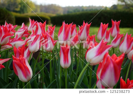 Tulip flower 125238273