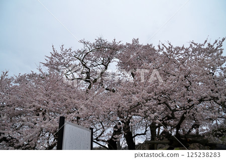 Beautiful Ishibe cherry blossoms in Ichinomachi, Aizuwakamatsu City, Fukushima Prefecture Beautiful Ishibe cherry blossoms in Ichinomachi, Aizuwakamatsu City, Fukushima Prefecture 125238283