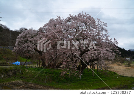 Beautiful Ishibe cherry blossoms in Ichinomachi, Aizuwakamatsu City, Fukushima Prefecture Beautiful Ishibe cherry blossoms in Ichinomachi, Aizuwakamatsu City, Fukushima Prefecture 125238287