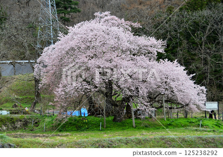 Beautiful Ishibe cherry blossoms in Ichinomachi, Aizuwakamatsu City, Fukushima Prefecture 125238292