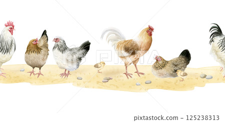 Roosters and chickens hens with baby chicks watercolor seamless border isolated on white. Poultry yard birds for farm animals horizontal banner designs. Realistic fowls on sand ground clipart Roosters and chickens hens with baby chicks watercolor seamless border isolated on white. Poultry yard birds for farm animals horizontal banner designs. Realistic fowls on sand ground clipart 125238313