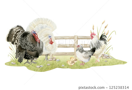 Black and white wild turkeys, rooster and chicken hen and baby chicks watercolor isolated illustration. Poultry yard birds grazing on grass for farm animals designs and Thanksgiving Day cards Black and white wild turkeys, rooster and chicken hen and baby chicks watercolor isolated illustration. Poultry yard birds grazing on grass for farm animals designs and Thanksgiving Day cards 125238314