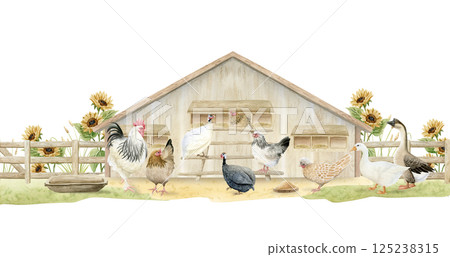 Chicken coop with hens, rooster and geese on farm watercolor illustration isolated on white. Poultry yard guinea fowl birds in realistic style. Farmyard scene clipart for village horizontal banners 125238315