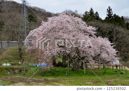 福島縣會津若松市一輝町美麗的石部櫻花 125238502